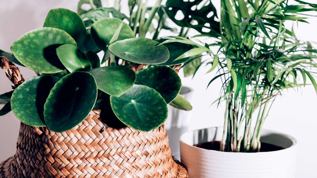 Feng Shui: Atrae El Dinero A Tu Vida Con Estas 2 Plantas