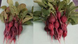 La hoja biónica que podría alimentar al mundo