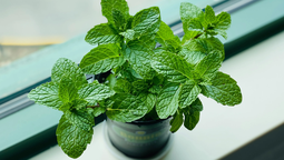 Existen diversas especies de menta, pero hay dos en especial que se pueden mantener en maceta. Existen diversas especies de menta, pero hay dos en especial que se pueden mantener en maceta.