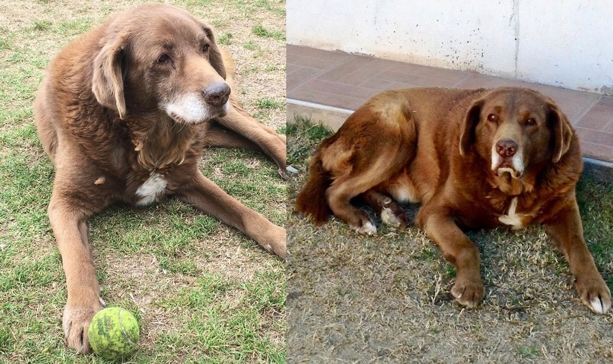 El nombre del emprendimiento es en honor a Garotto, el perro labrador de la familia Ronco. El nombre del emprendimiento es en honor a Garotto, el perro labrador de la familia Ronco.