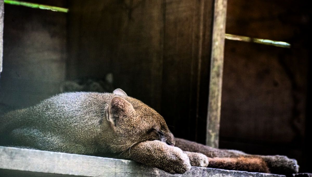 La aparición de este animal es una buena noticia para los mendocinos.