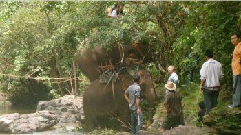 Un elefante mató a su guardián y huyó a la jungla con tres turistas al lomo en Tailandia