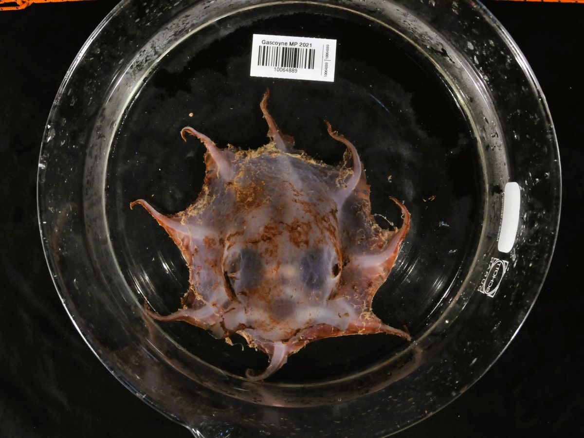 Bajaron a lo más profundo del mar y descubrieron una nueva especie de pulpo