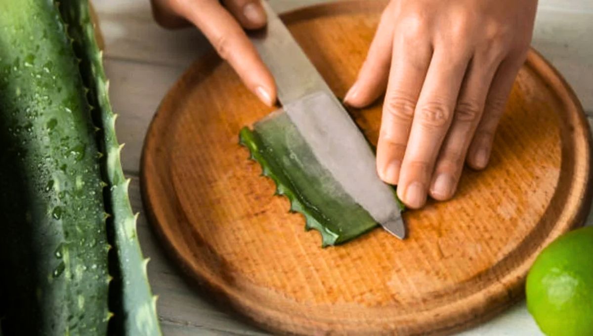 Las hojas del aloe vera pueden ser cortadas con fines particulares.