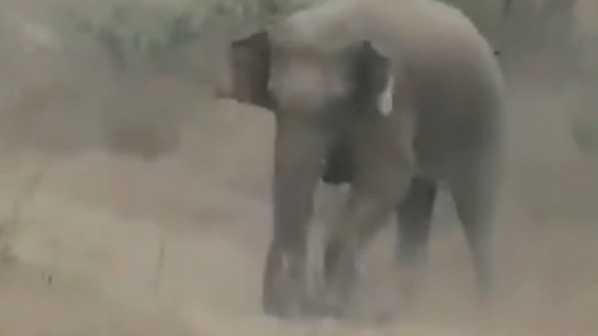 Un joven de 32 años murió aplastado al intentar sacarse una selfie y filmarse con su celular con una manada de elefantes salvajes.