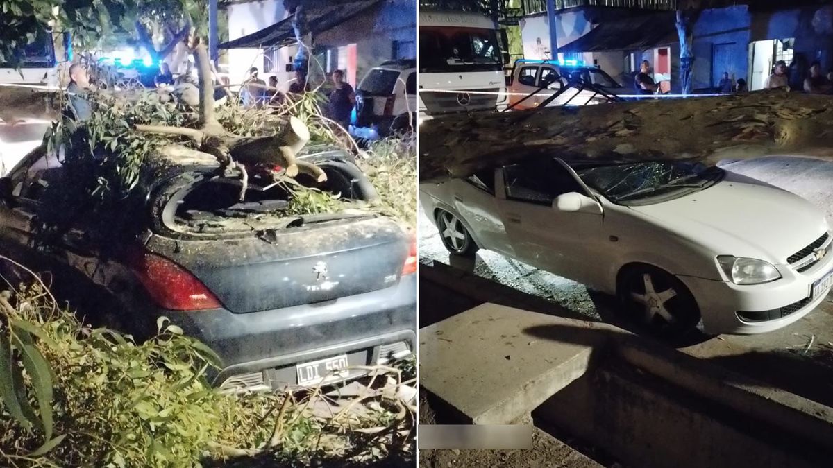 El árbol que cayó en Godoy Cruz provocó raspones a 7 chicos. Además