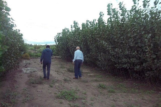 Alvear: producción intensiva de forestales que riegan con efluentes cloacales