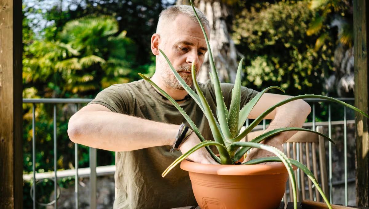 La planta de aloe vera tiene múltiples beneficios