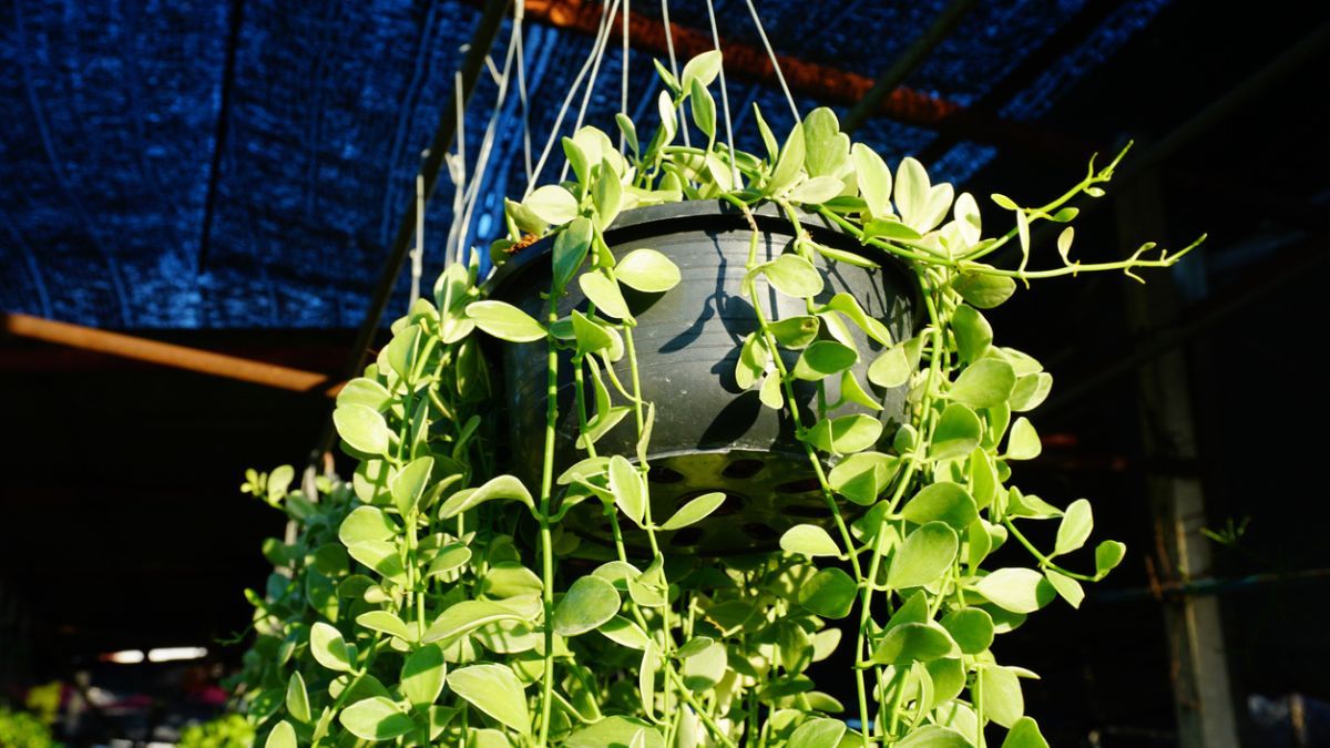 Esta planta sofisticada crece a la perfección en diversos ambientes.