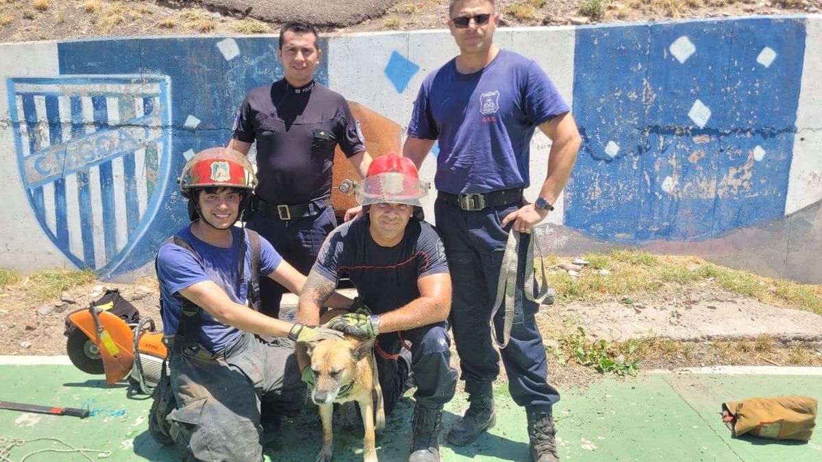 Bomberos de Godoy Cruz y un final feliz para un perrito atrapado en una alcantarilla. Fotos: Gentileza