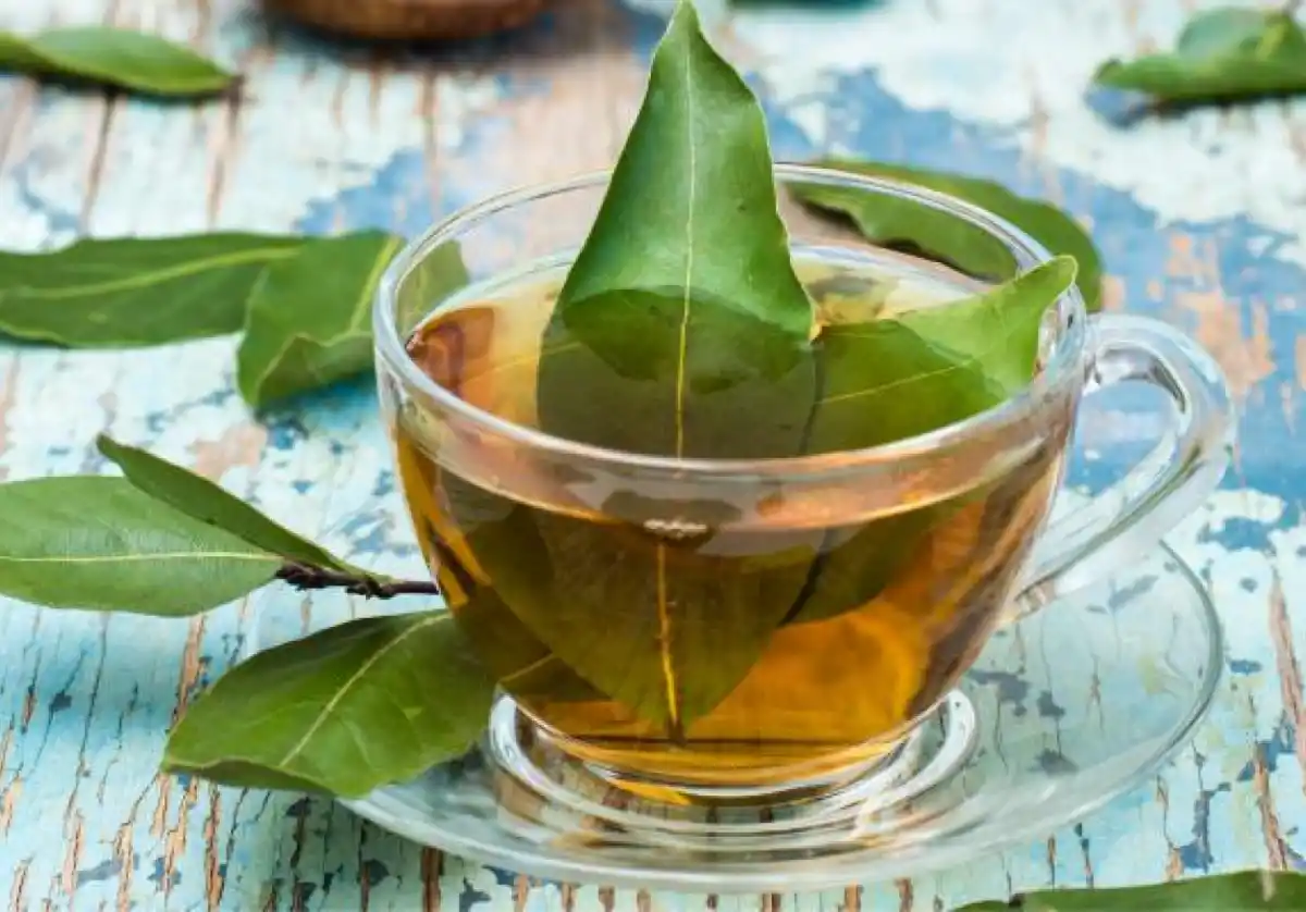 Es muy bueno. El té de laurel tiene múltiples beneficios para el bienester general.  Es muy bueno. El té de laurel tiene múltiples beneficios para el bienester general. 