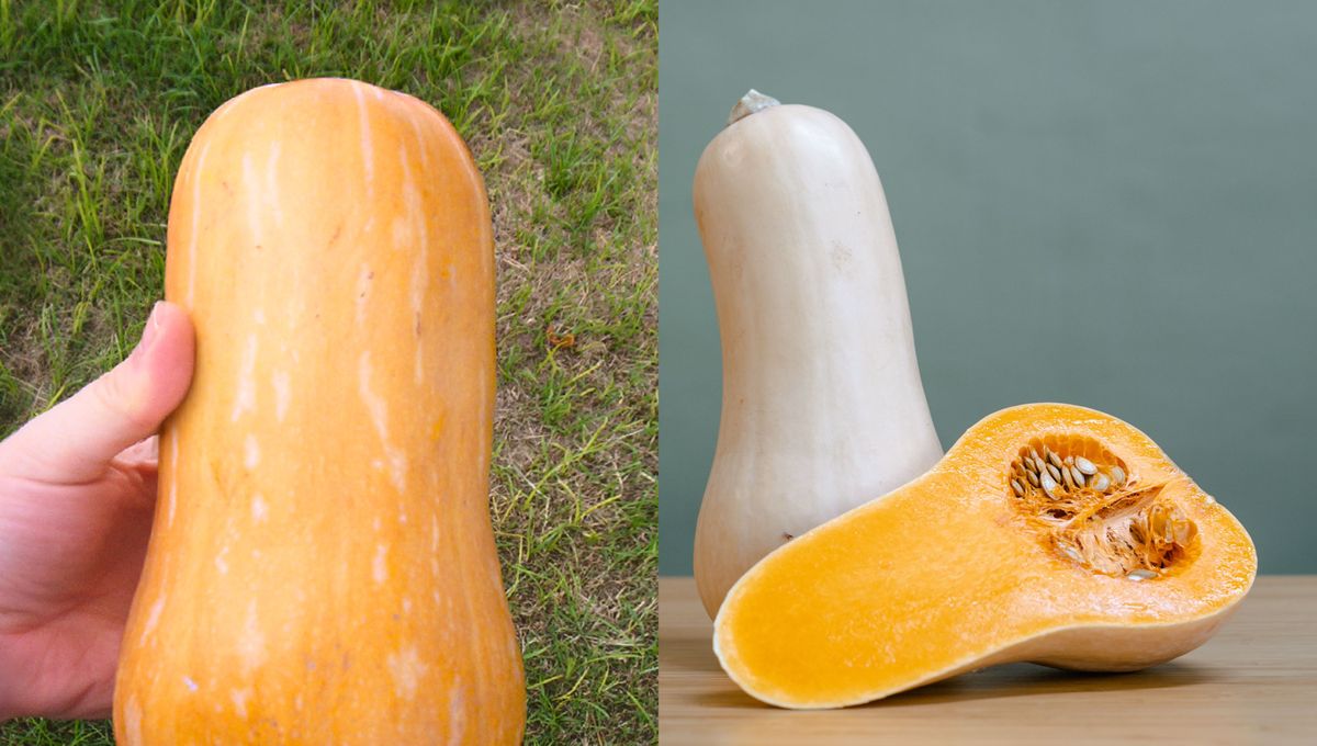 Diferencias entre dos zapallos que consumimos con frecuencia.&nbsp;