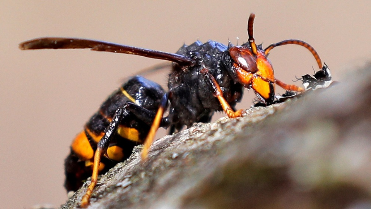 Con este truco casero podrás eliminar la avispa asiática que ha preocupado a todo España. Con este truco casero podrás eliminar la avispa asiática que ha preocupado a todo España.