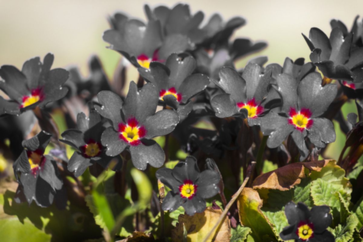 La prímula es una de las plantas más elegantes. La prímula es una de las plantas más elegantes.