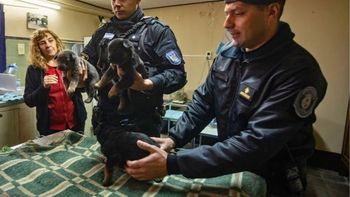 Nacieron 4 cachorros de la Policía y los mendocinos van a poder proponer los nombres