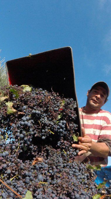 Cosecha 2021: lenta, con pocas y reducidas cuadrillas