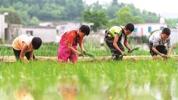 Unos niños aprenden a sembrar plántulas de arroz en un campo en Bijie, provincia de Guizhou. LI HUA / XINHUA