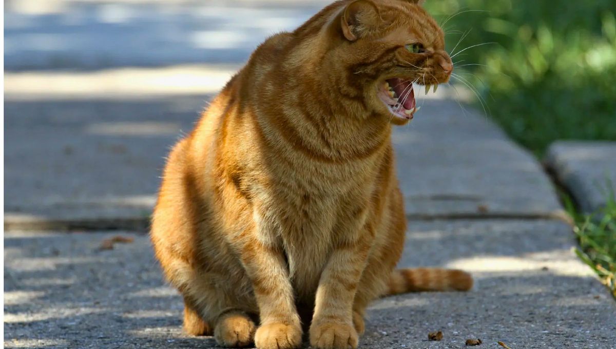 Los gruñidos se producen por varias razones, y pueden darte pistas sobre la salud física o mental de tu gato. Los gruñidos se producen por varias razones, y pueden darte pistas sobre la salud física o mental de tu gato.