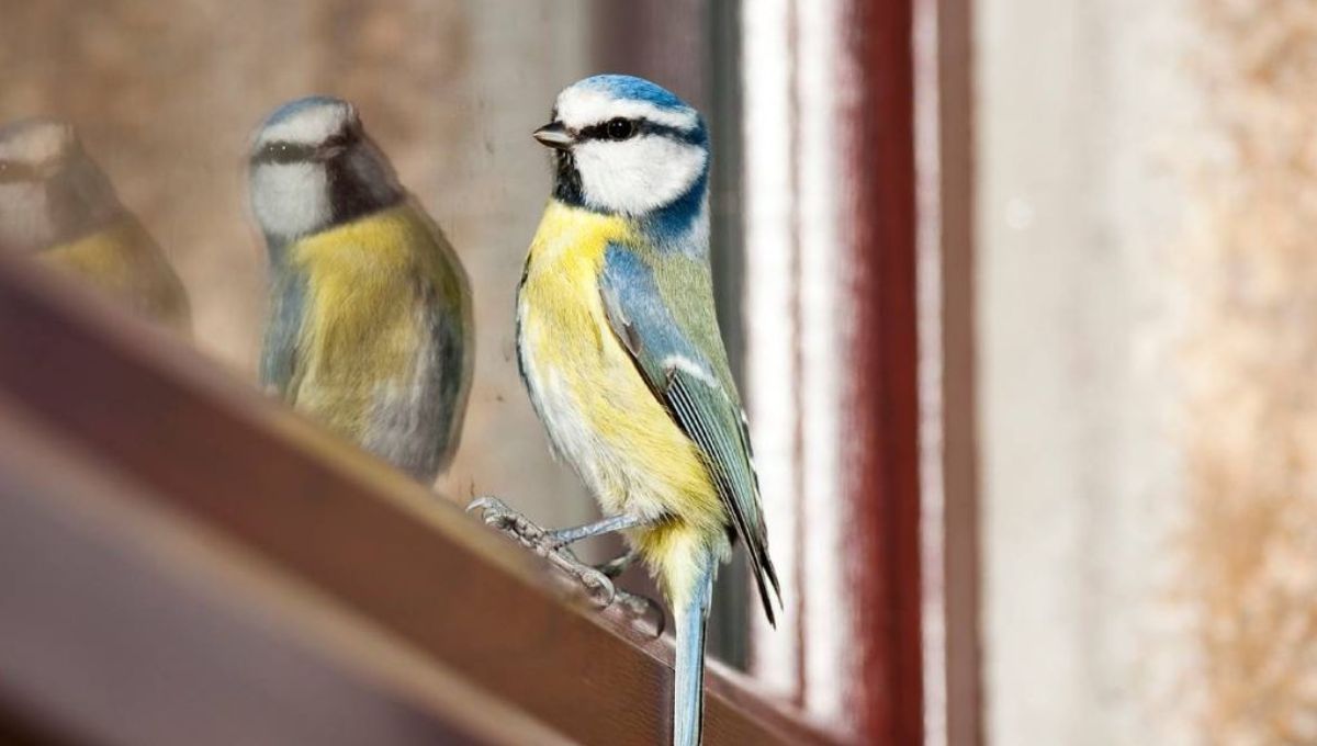 Si ves un pájaro en la ventana o balcón de tu casa te decimos qué significa