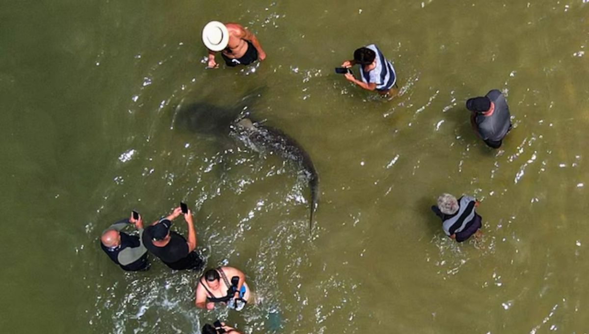 El error fatal de la GoPro: los tiburones 