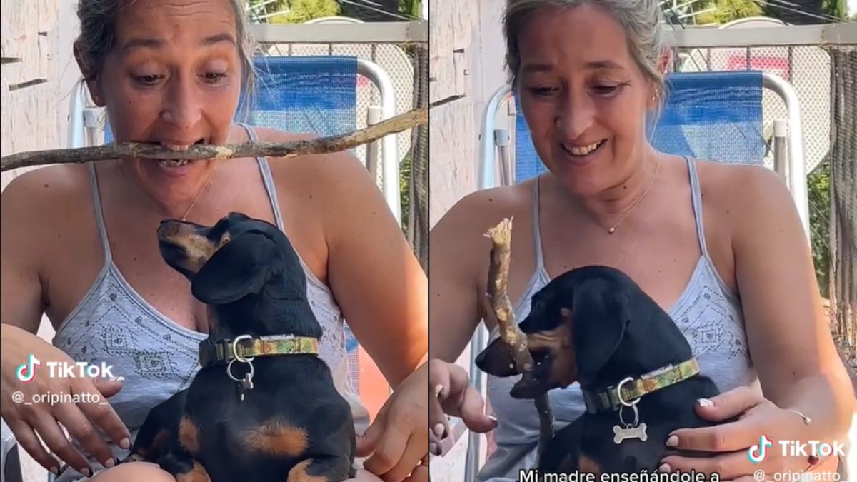 Una mujer se hizo viral en Tiktok por enseñarle un truco a su perro