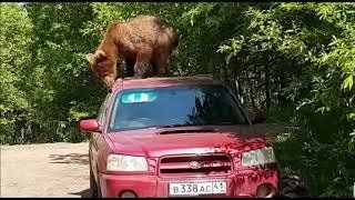 Only in Russia: un oso subió al techo de un auto