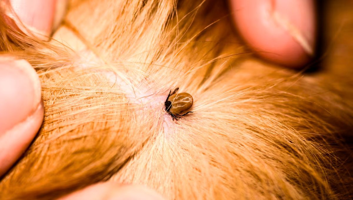 Las garrapatas pueden aparecer en tu mascota sin importar la época del año