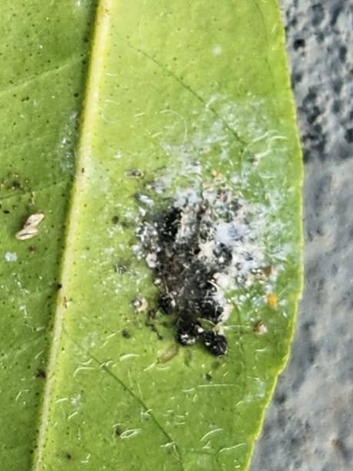 Olvídate de los hongos de tus plantas con este remedio casero. Olvídate de los hongos de tus plantas con este remedio casero.