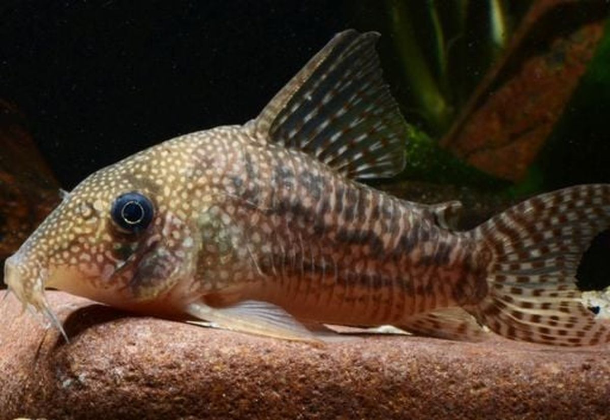 Sorprendente descubrimiento en el Amazonas: dos nuevos peces que liberan una peligrosa toxina Sorprendente descubrimiento en el Amazonas: dos nuevos peces que liberan una peligrosa toxina