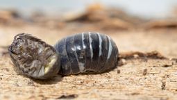 Si aparece un bicho bolita en tu jardín, te contamos qué significa y por qué es bueno Si aparece un bicho bolita en tu jardín, te contamos qué significa y por qué es bueno