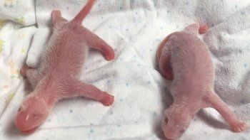 Nacen pandas mellizos en zoológico de Atlanta
