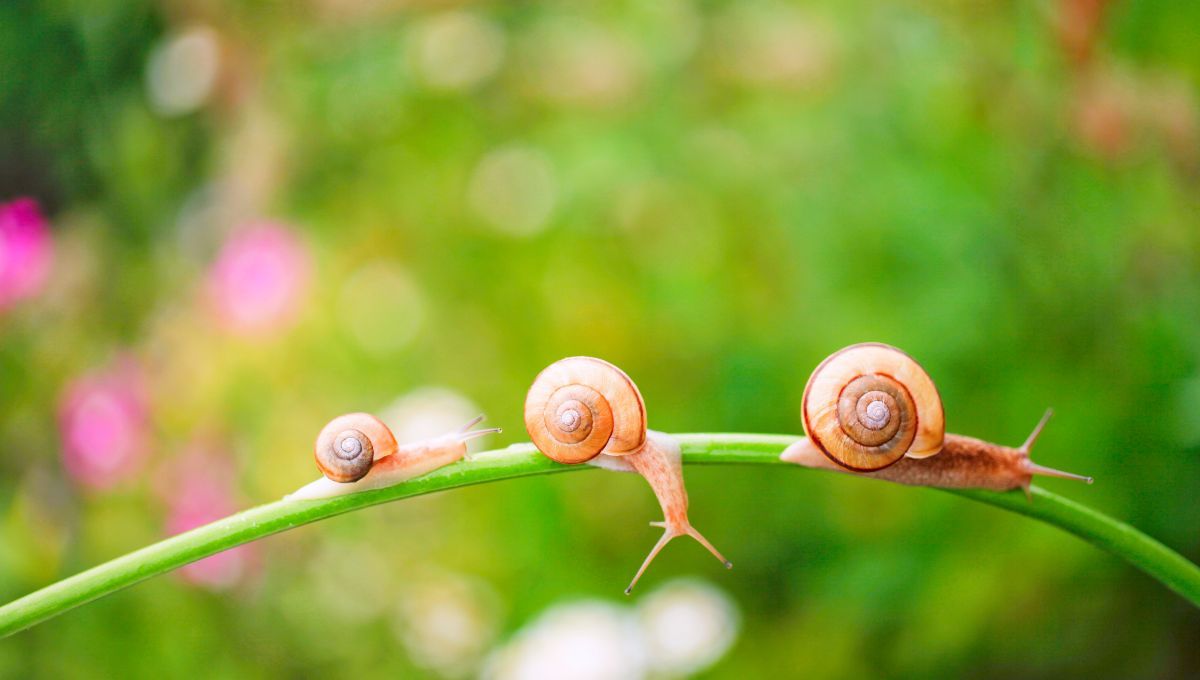 Caracoles. Caracoles.