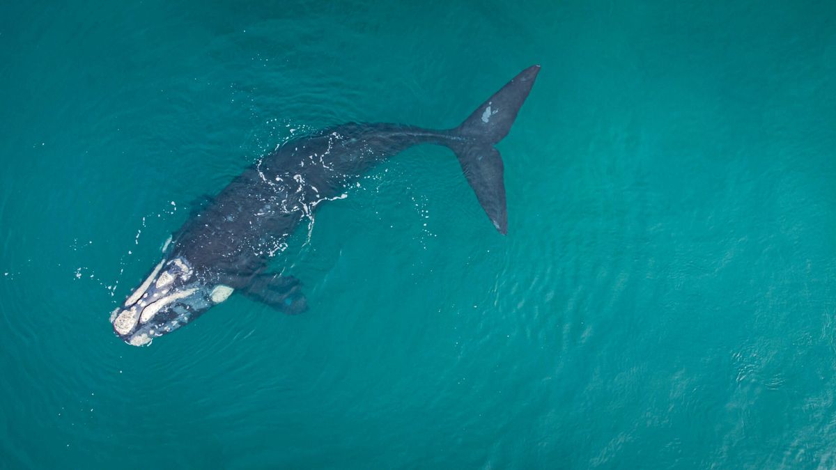 Científicos descubren las ballenas más longevas, que viven mucho más de lo que se creía