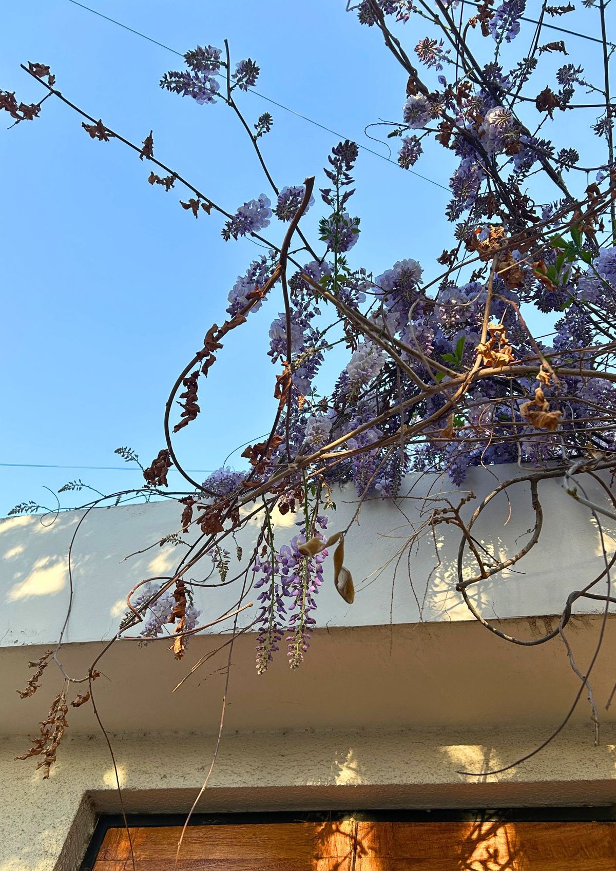 Las glicinas pueden trepar paredes y enredar sus ramas con otras plantas. Imagen: Paula García. Las glicinas pueden trepar paredes y enredar sus ramas con otras plantas. Imagen: Paula García.