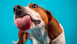 Mi perro lengüetea el vidrio de la ventana: qué significa para la ciencia veterinaria
