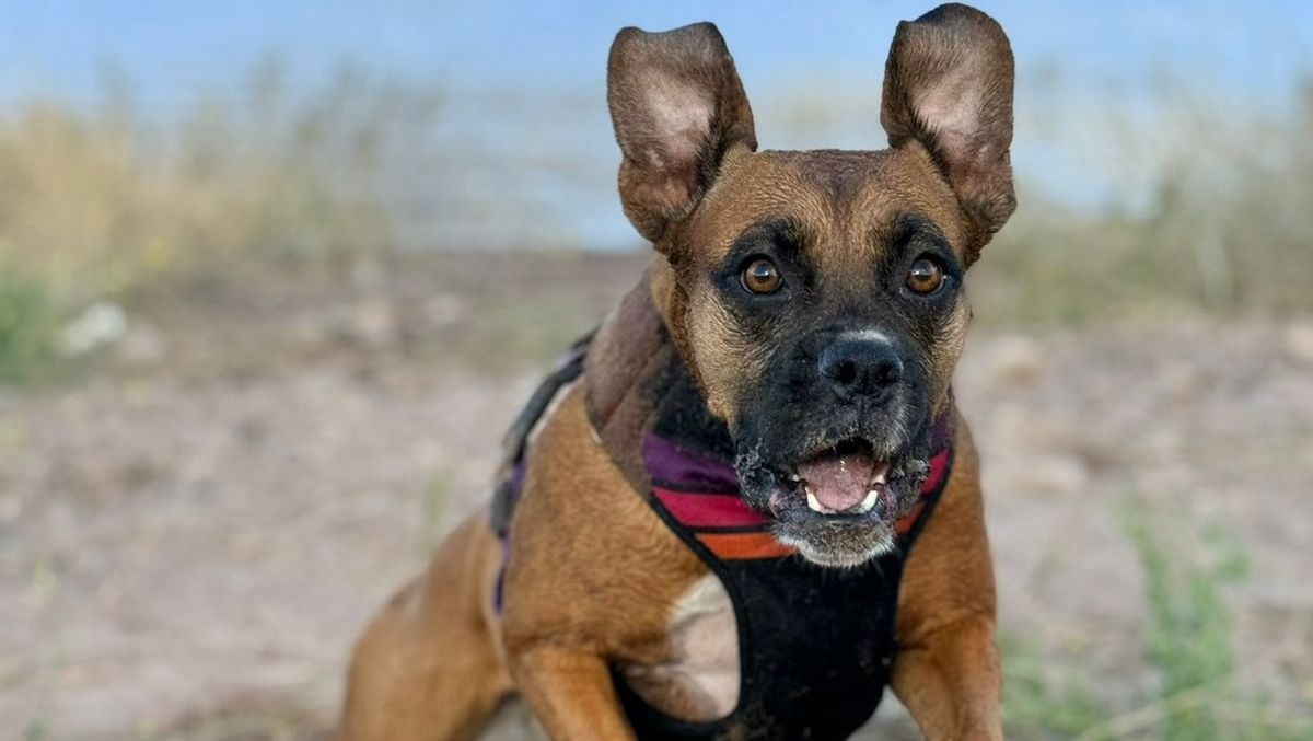 Fresia "crecida". La ley actual también tiene en cuenta los derechos del animal. Fresia "crecida". La ley actual también tiene en cuenta los derechos del animal.