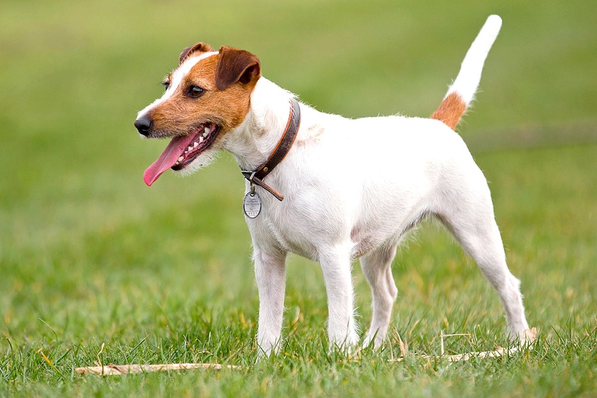 Los terriers tienen mucha energía y están acostumbrados a morder a su presa. Los terriers tienen mucha energía y están acostumbrados a morder a su presa.