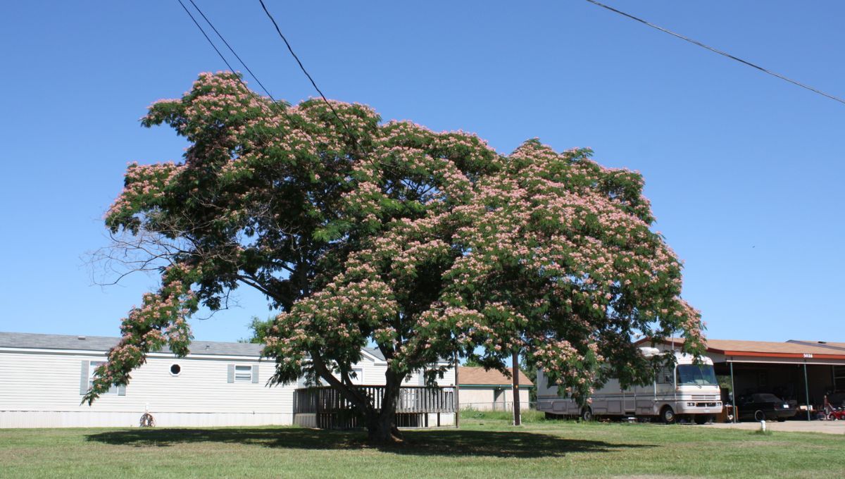 El imponente y hermoso árbol que no rompe el suelo: es perfecto para tenerlo en el jardín de casa