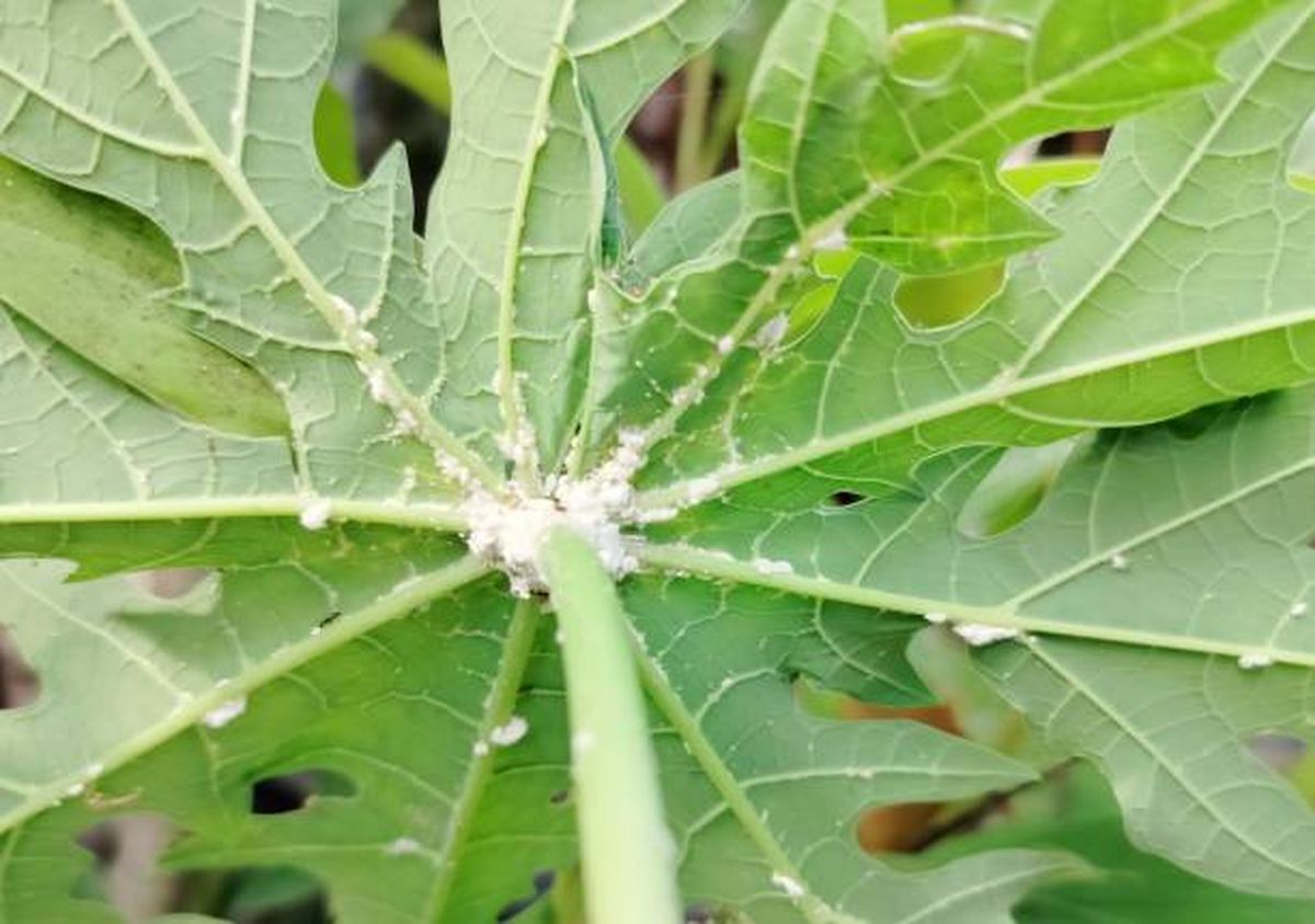 C&oacute;mo ponerle fin a la plaga de la cochinilla algodonosa solo usando vinagre.