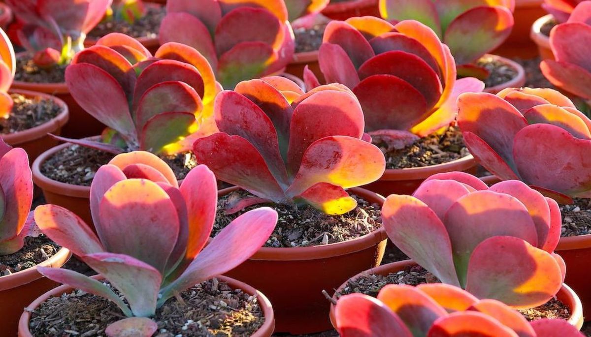 Esta encantadora planta se puede cultivar en los jardines de Mendoza. Imagen: Pexels.