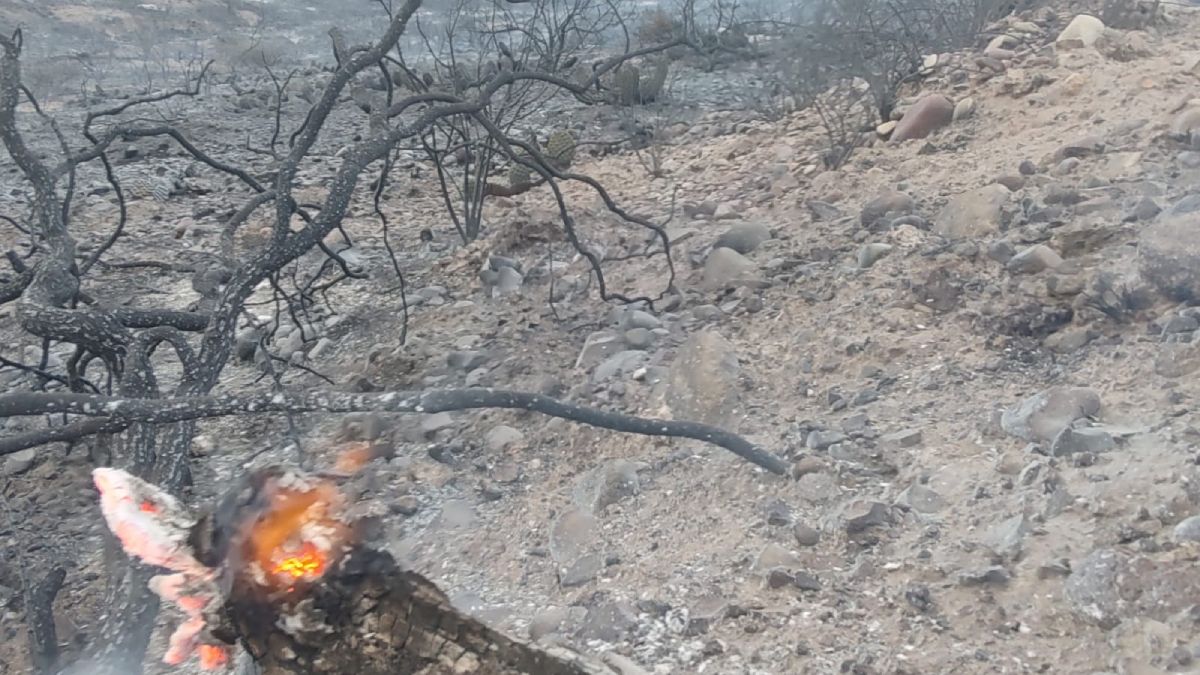 El daño a la flora nativa fue severo en la zona de la sierra de Barrancas, cercana a la variante de Palmira a la Ruta 7, en Perdriel, Luján de Cuyo.