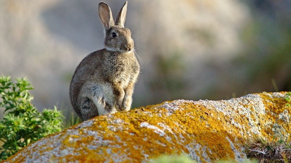 El conejo, el animal que está causando dolores de cabeza en Chile y Argentina.