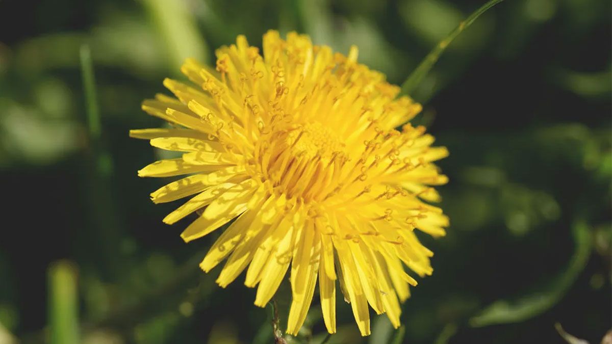 La planta Diente de león es considerada una maleza. La planta Diente de león es considerada una maleza.