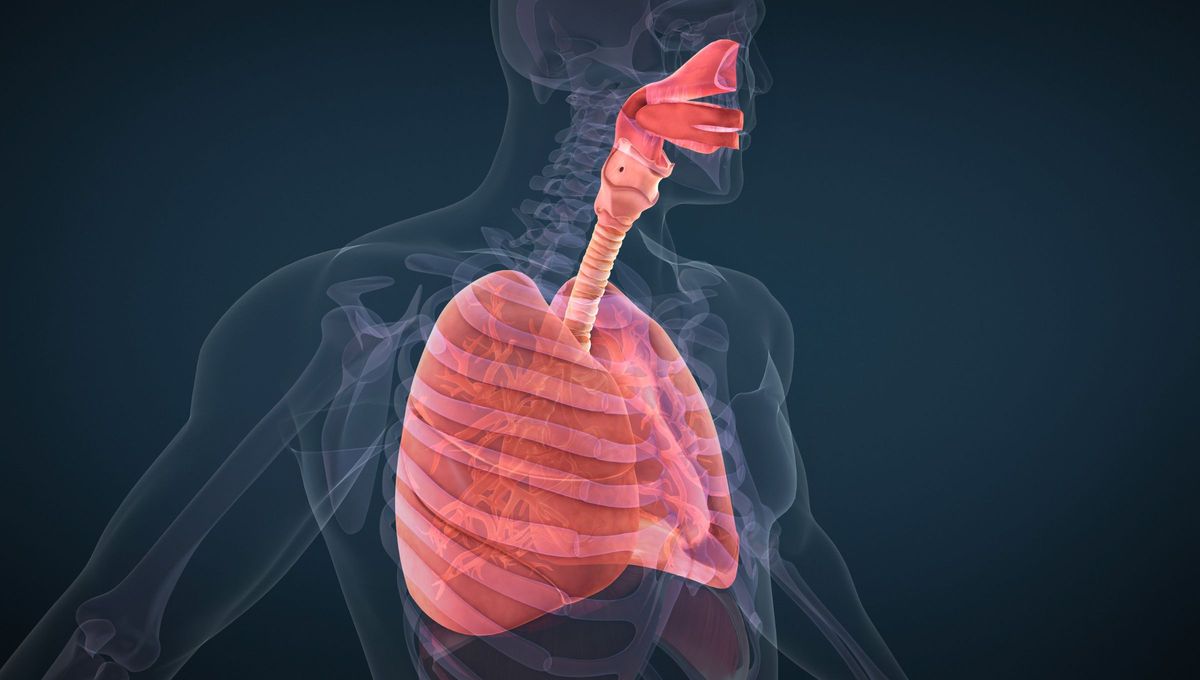 Ante un problema con un pulmón, recibir oxígeno por el recto es posible, según la ciencia. Foto Canva