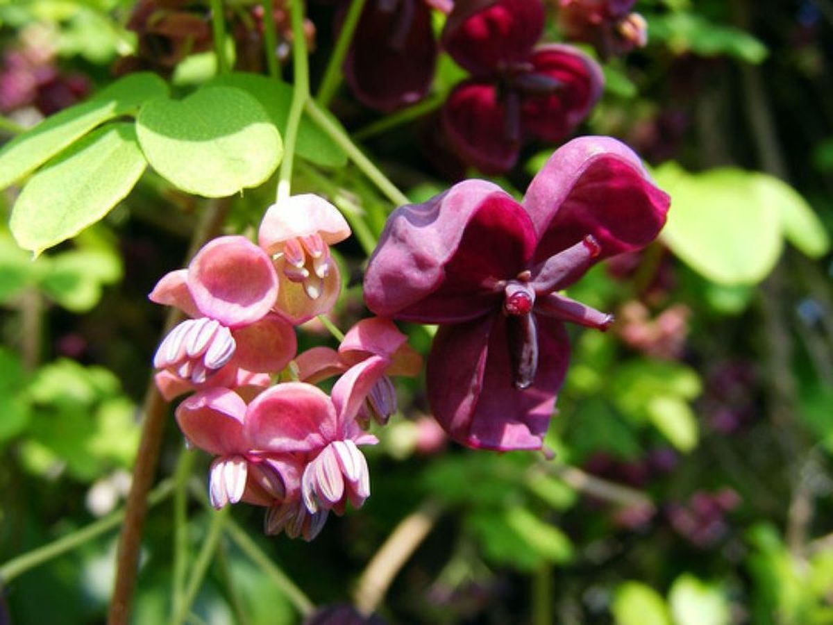 Esta planta es una trepadora de rápido crecimiento. Imagen: Pixabay Esta planta es una trepadora de rápido crecimiento. Imagen: Pixabay