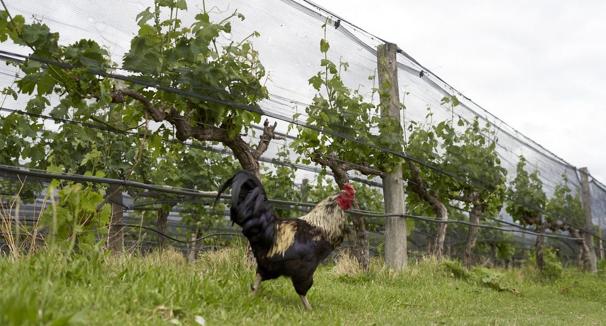 Los animales de granja conviven con los viñedos en un ecosistema integrado para dar vida a vinos orgánicos y biodinámicos. Los animales de granja conviven con los viñedos en un ecosistema integrado para dar vida a vinos orgánicos y biodinámicos.