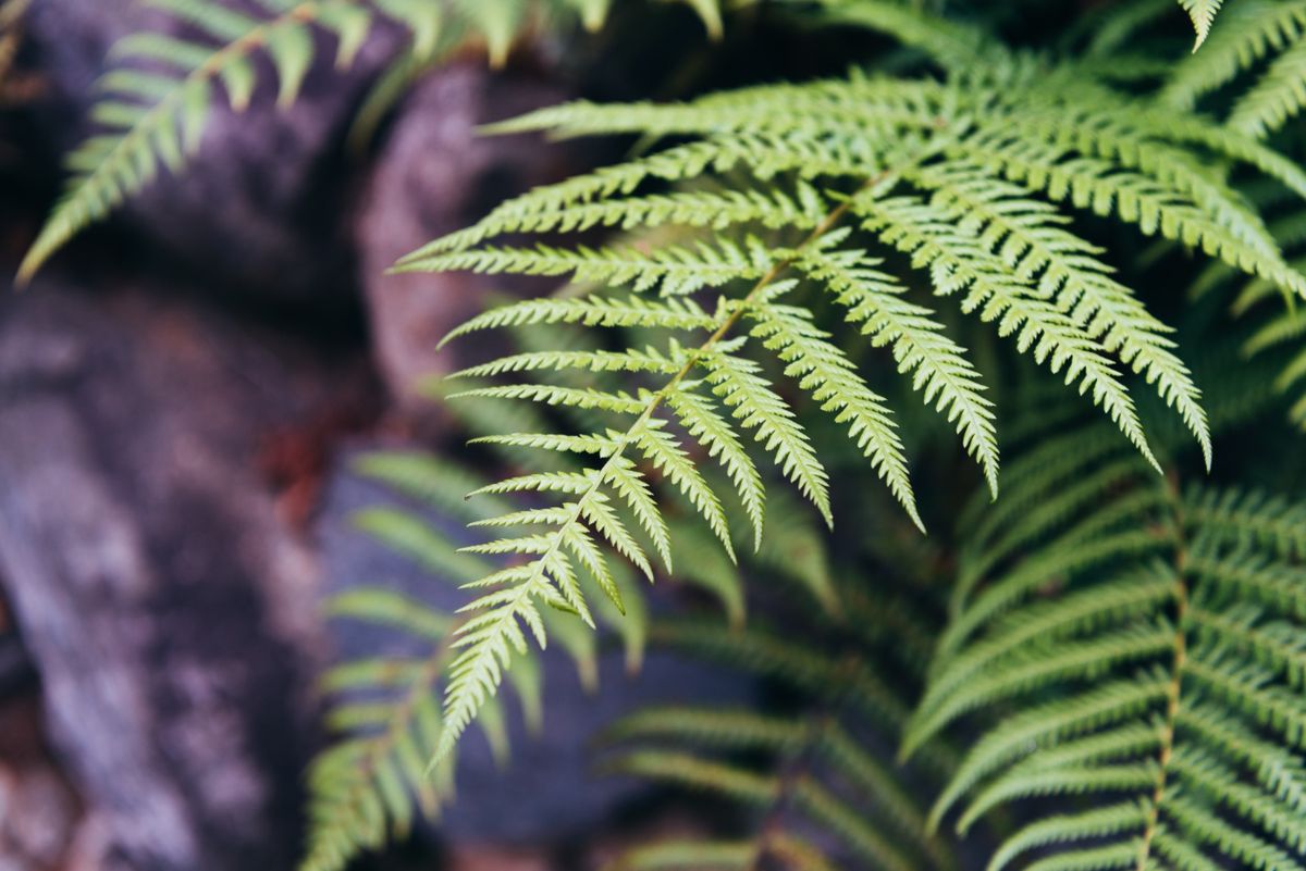 Toma nota de los cuidados que requiere tu planta de helecho en invierno. Imagen: Freepik