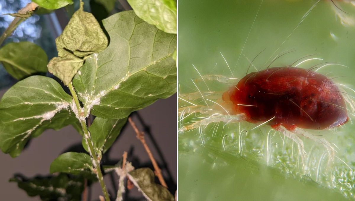 Si aparecen telara&ntilde;as en tu planta de jazm&iacute;n, es se&ntilde;al de que una plaga est&aacute; destruyendo tu planta y debes actuar r&aacute;pido para protegerla.