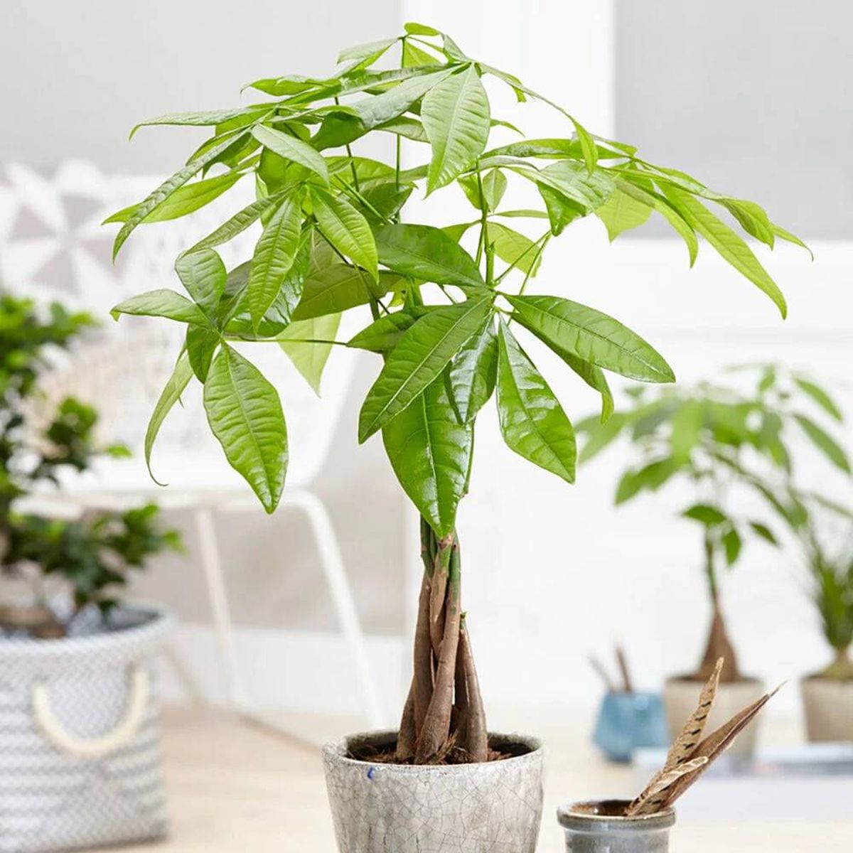 Feng Shui: la planta de la buena suerte y que te ayudará a tener más dinero Feng Shui: la planta de la buena suerte y que te ayudará a tener más dinero