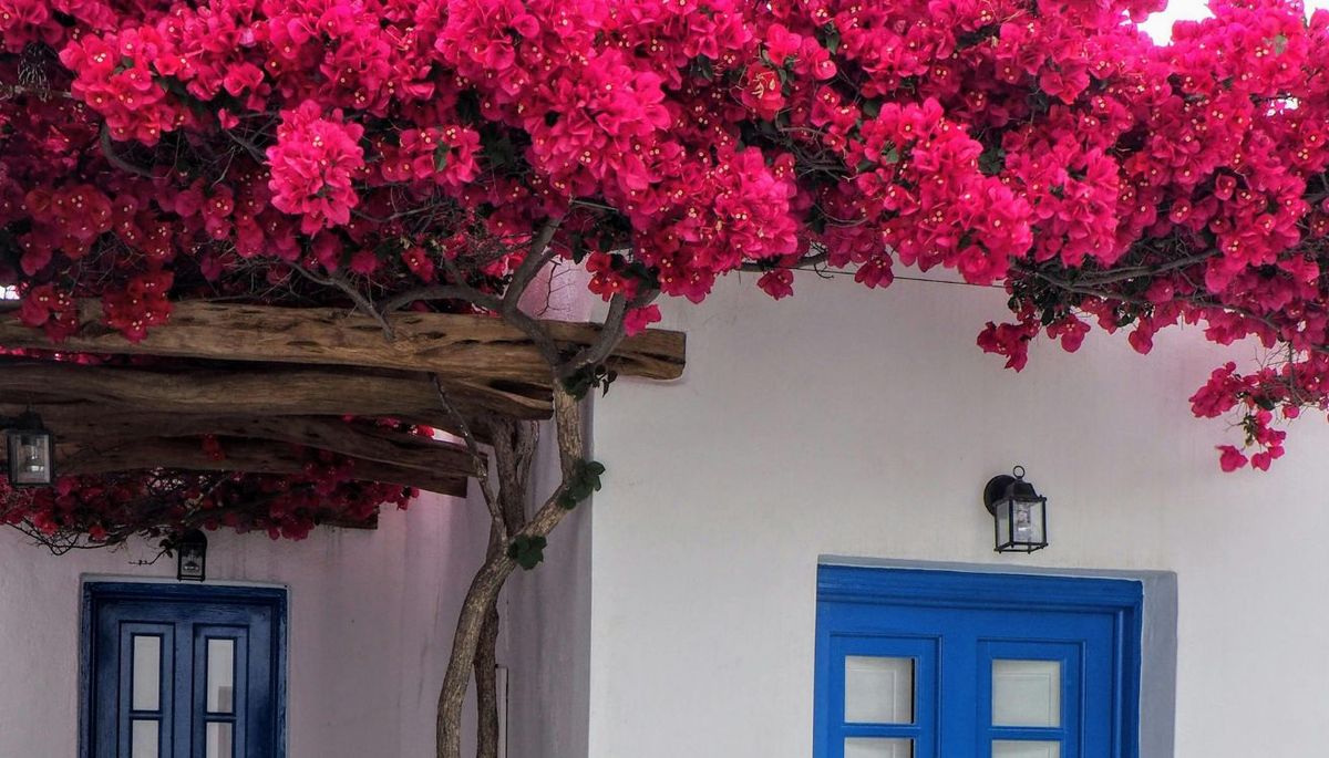 La buganvilla crece como planta trepadora. Imagen: Freepik.